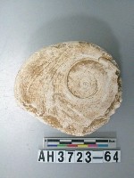 藏品(螺蓋製貝刮器)的圖片